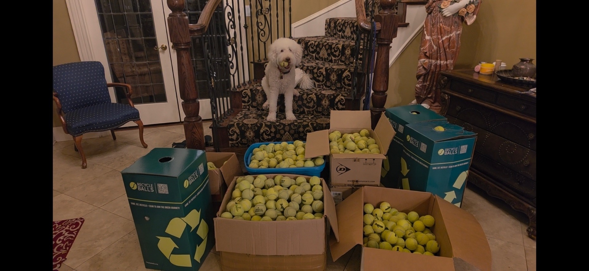 Boxes of recycled tennis balls stacked in a living room with a dog